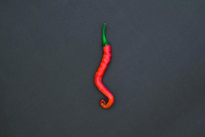 parasite chili pepper